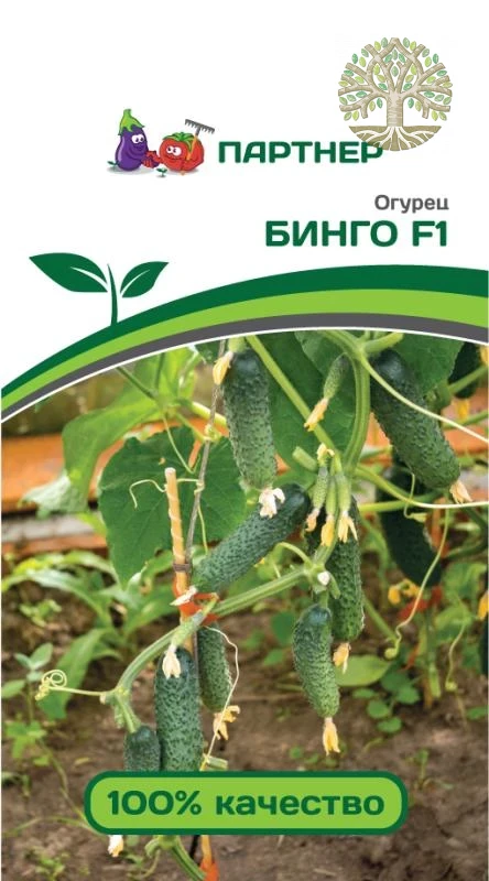 Огурец БИНГО F1 ^(5шт)