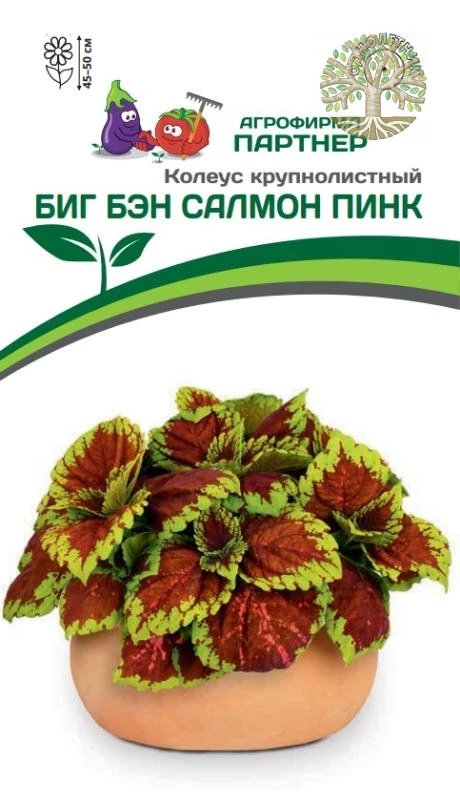 Колеус БИГ БЭН САЛМОН ПИНК / шлемниковидный ^(5шт в амп)