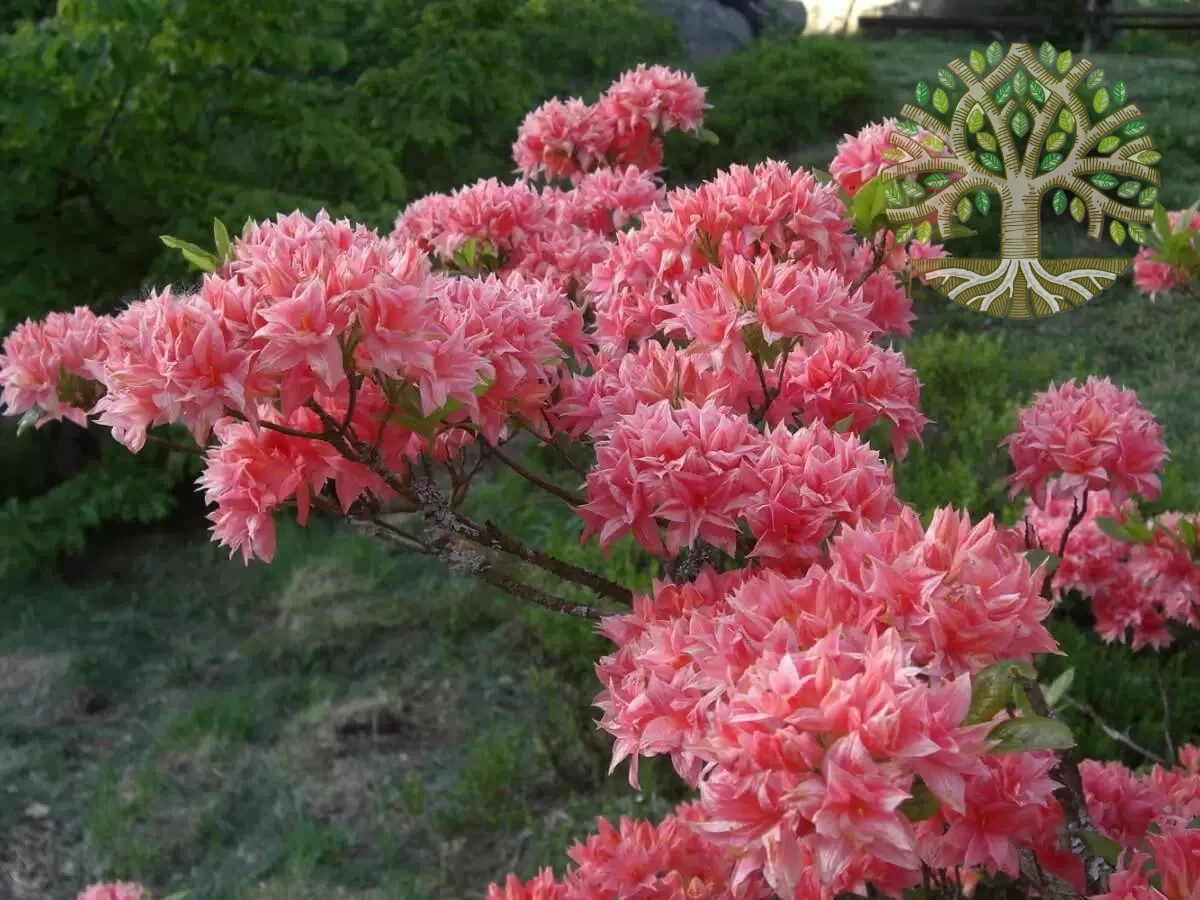 Азалия Рододендрон в сортах — изображение 2