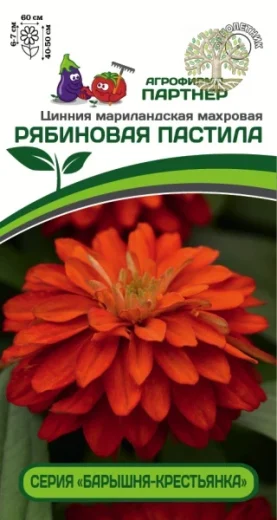 Цинния РЯБИНОВАЯ ПАСТИЛА / мариландская махровая ^(5шт)