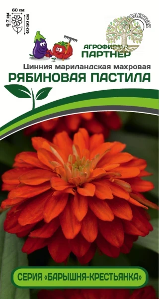 Цинния РЯБИНОВАЯ ПАСТИЛА / мариландская махровая ^(5шт)