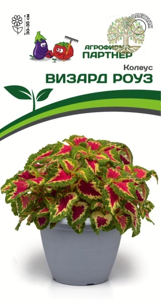 Колеус ВИЗАРД РОУЗ / шлемниковидный ^(10шт) 2-ной пак