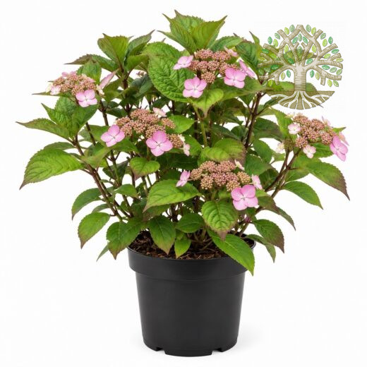 Гортензия пильчатая Авелроз