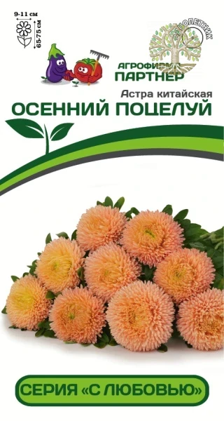 Астра китайская ОСЕННИЙ ПОЦЕЛУЙ ^(5шт в амп)