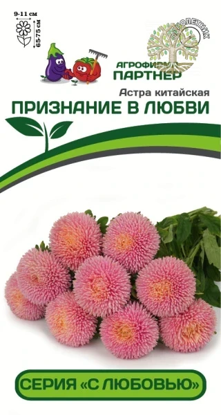 Астра китайская ПРИЗНАНИЕ В ЛЮБВИ (5шт в амп)
