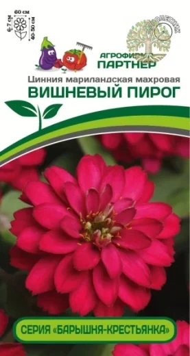 Цинния ВИШНЕВЫЙ ПИРОГ / мариландская махровая ^(5шт)