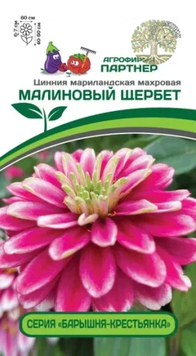 Цинния МАЛИНОВЫЙ ЩЕРБЕТ / мариландская махровая ^(5шт)