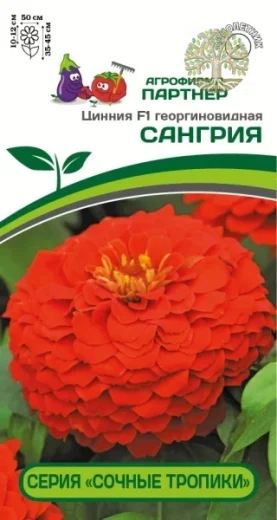 Цинния F1 САНГРИЯ / георгиновидная ^(4шт)