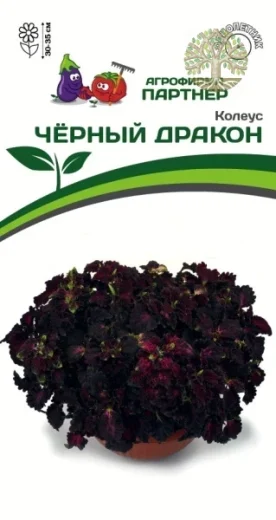Колеус ЧЁРНЫЙ ДРАКОН / шлемниковидный ^(10шт) 2-ной пак