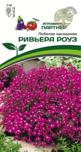 Лобелия каскадная РИВЬЕРА РОУЗ ^(10шт в амп)