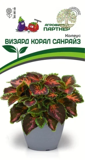 Колеус ВИЗАРД КОРАЛ САНРАЙЗ / шлемниковидный ^(10шт) 2-ной пак