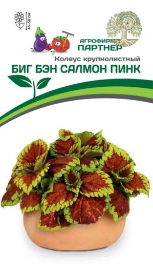 Колеус БИГ БЭН САЛМОН ПИНК / шлемниковидный ^(5шт в амп)